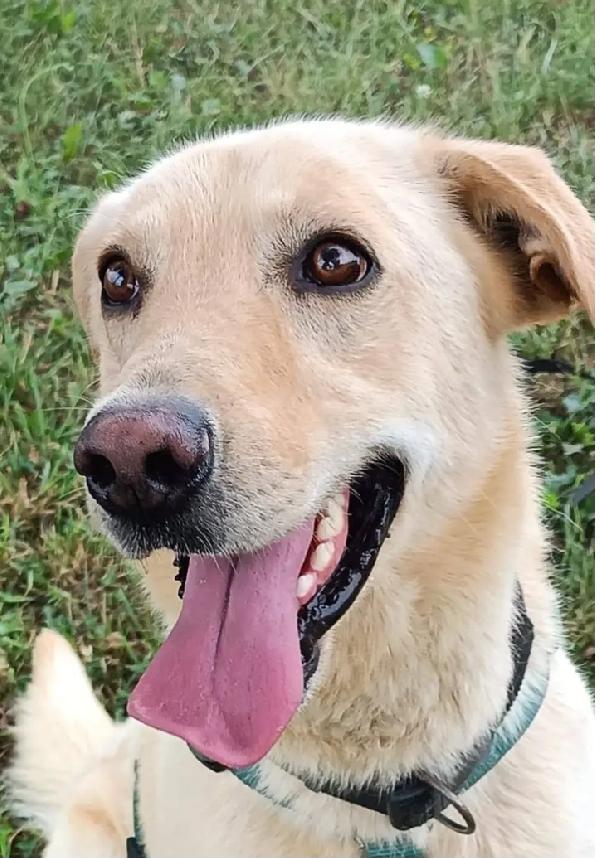 Vasco 4anni sballottato qua e là! SOS MILANO Foto 2